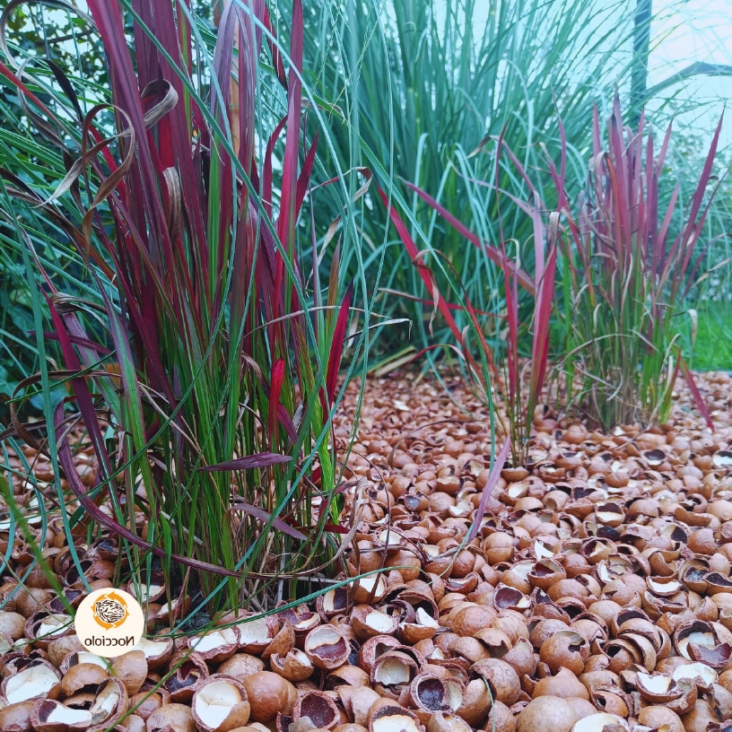 Een waterplant voor iedereen
